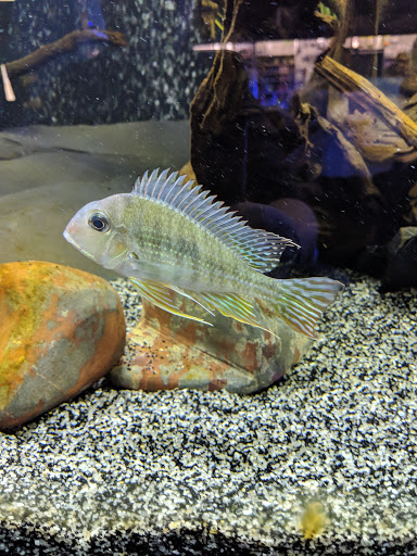 Tropical Fish Store «Aquatics & Exotics», reviews and photos, 7513 Hamilton Ave, Cincinnati, OH 45231, USA