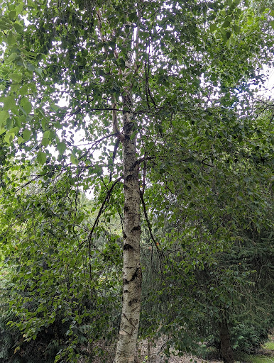 Park «Fort Dent Park», reviews and photos, 6800 Fort Dent Way, Tukwila, WA 98188, USA