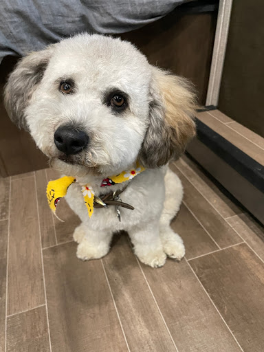 Pet Supply Store «Petco Animal Supplies», reviews and photos, 2911 W Main St, Bozeman, MT 59718, USA