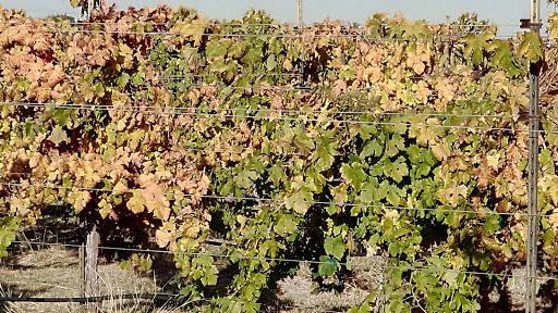 Winery «Duchman Family Winery», reviews and photos, 13308 Farm to Market 150, Driftwood, TX 78619, USA