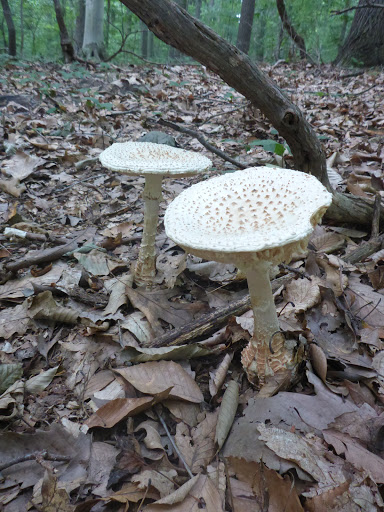 National Park «First State National Historical Park - Peters Rock Parking», reviews and photos, Thompsons Bridge Rd, Wilmington, DE 19803, USA