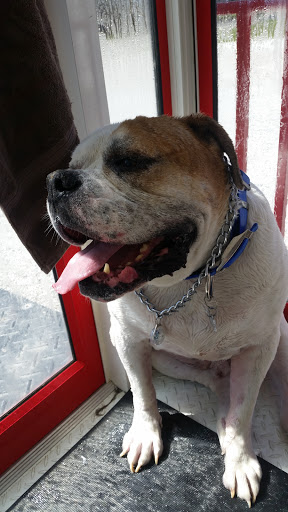 Pet Supply Store «Alpha-Dog Pet Centers, L.L.C.», reviews and photos, 46370 Middle Ridge Rd, Amherst, OH 44001, USA