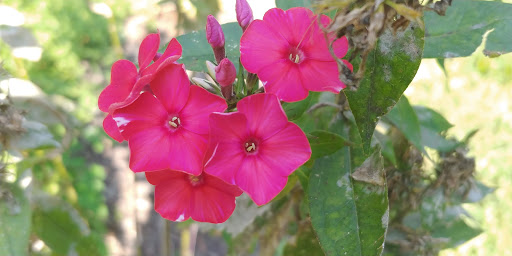 Nature Preserve «Grange Insurance Audubon Center», reviews and photos, 505 W Whittier St, Columbus, OH 43215, USA