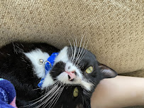 Ohana pet care - Photo 2 - Car repair in , Nashua