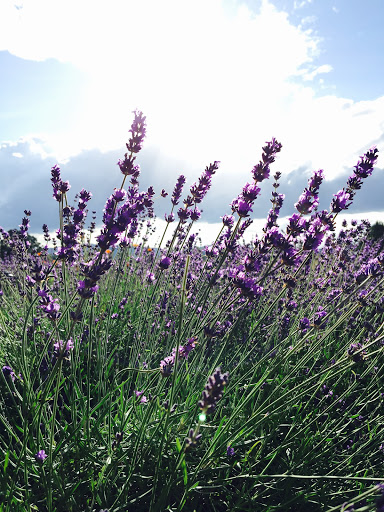 Farm «Oregon Lavender Farm», reviews and photos, 20949 S Harris Rd, Oregon City, OR 97045, USA