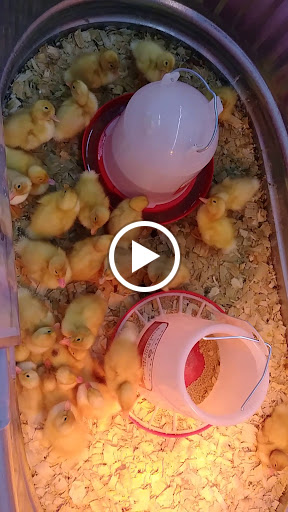 Home Improvement Store «Tractor Supply Co.», reviews and photos, 23741 US-59 #41, Porter, TX 77365, USA