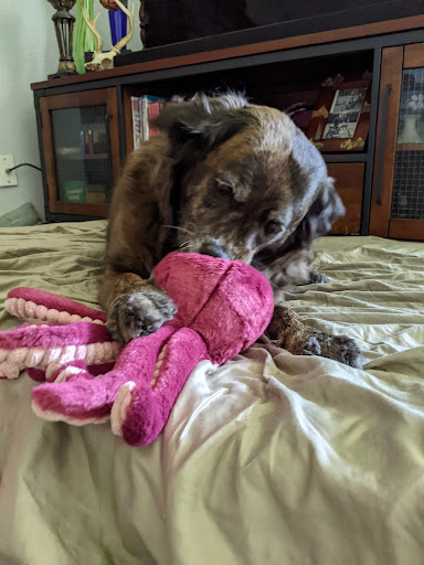 Pet Supply Store «Mud Bay», reviews and photos, 3804 Bridgeport Way W, University Place, WA 98466, USA