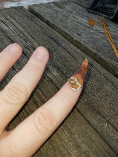 Dog Park «Zollie Young Dog Park», reviews and photos, 3829 E 43rd St, Panama City, FL 32404, USA