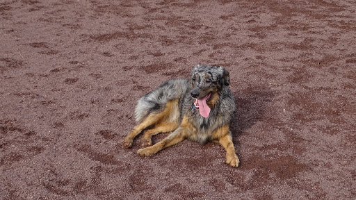 Dog Trainer «Awesome Dawgs Dog Training LLC», reviews and photos, 3052 Pricetown Rd, Temple, PA 19560, USA