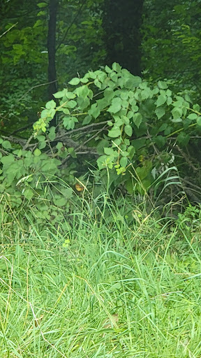 Park «Fort Circle Park», reviews and photos, Minnesota Ave SE, Washington, DC 20019, USA