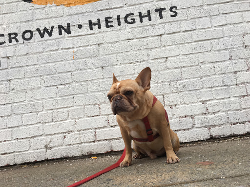 Brooklyn Bark Dog Walking & Pet Care Services