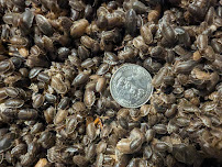 Critters 'N Crawlies LLC - Photo 5 - Car repair in Norton, OH, Akron