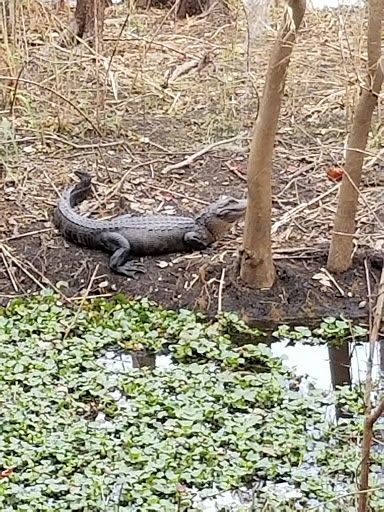 Nature Preserve «Black Hammock Wilderness Area», reviews and photos, 3276 Howard Ave, Oviedo, FL 32765, USA