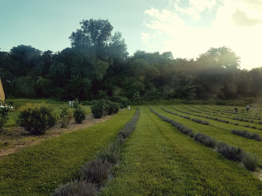 Tourist Attraction «Moonstone Lavender Gardens», reviews and photos, 1449 240th Ave, Thurman, IA 51654, USA