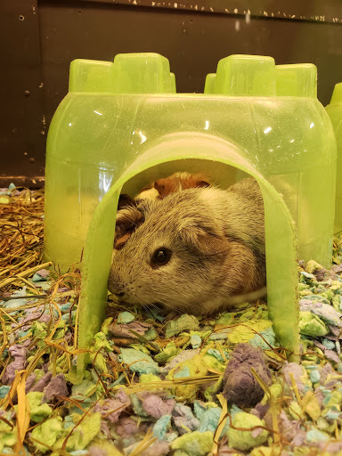 Pet Supply Store «PetSmart», reviews and photos, 6005 Oxon Hill Rd, Oxon Hill, MD 20745, USA