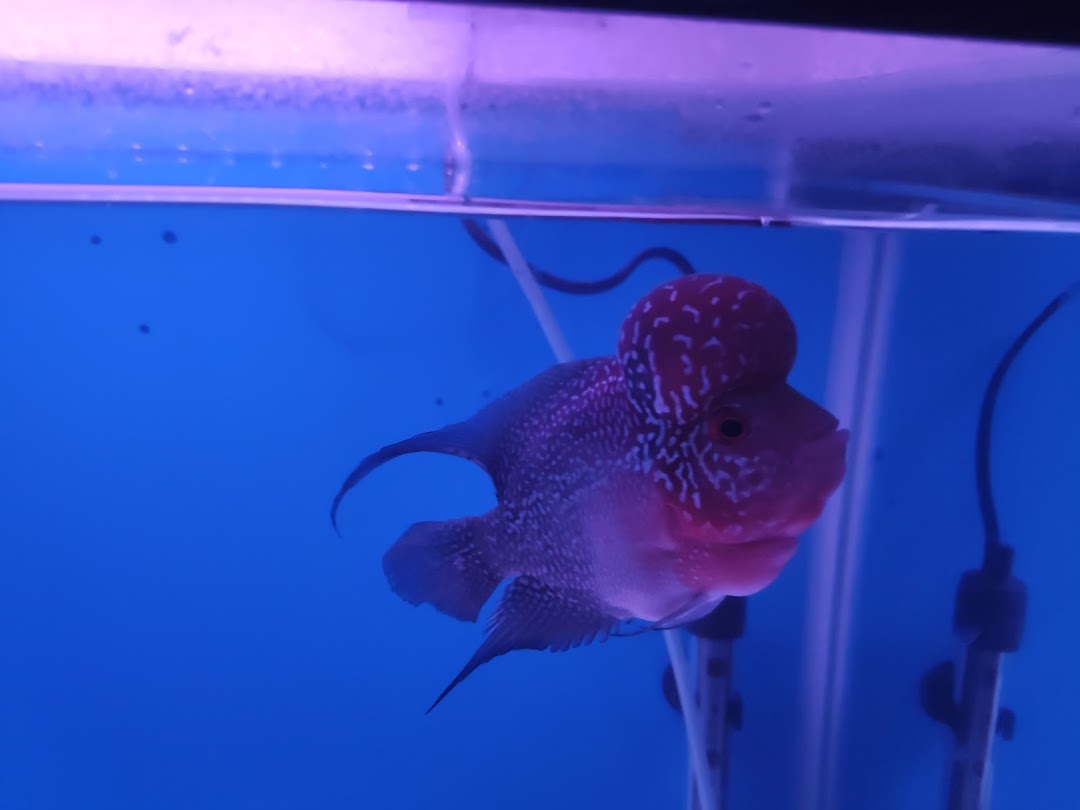 AJ AQUATIC
