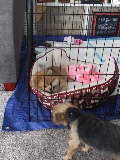 Pet Store «Animal House», reviews and photos, 7869 Hamilton Ave, Cincinnati, OH 45231, USA