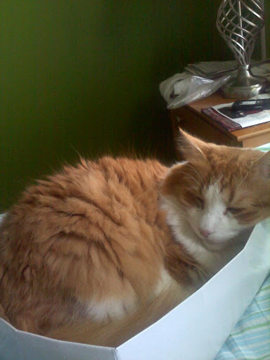 Pet Supply Store «Petco Animal Supplies», reviews and photos, 309 Worth Ave #123, Stafford, VA 22554, USA