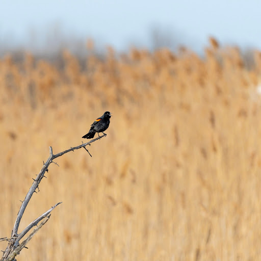 Nature Preserve «Cook County Forest Preserve», reviews and photos, 1700 N Quentin Rd, Palatine, IL 60074, USA