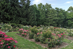 Brookdale Park Rose Garden