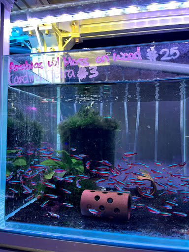Pet Supply Store «Monster Aquarium Inc.», reviews and photos, 131-08 40 Rd, Flushing, NY 11354, USA