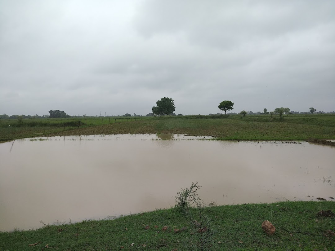 Govt Primary School