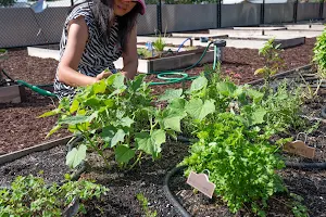 Boca Raton Community Garden image