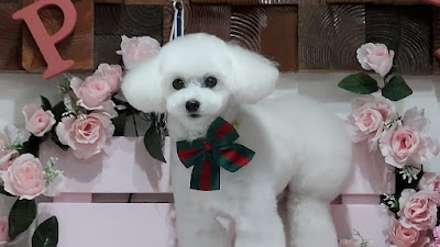 トリミングサロンぱすてる