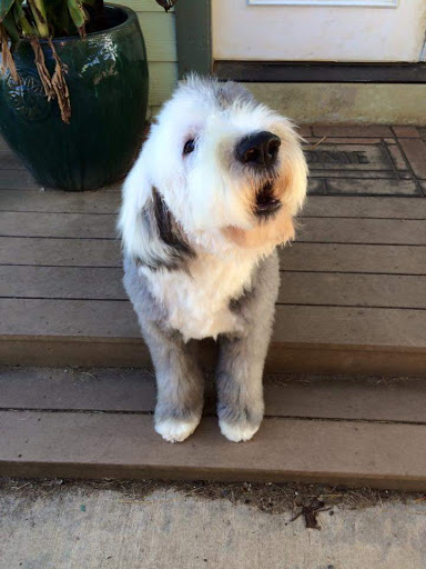 Mobile Pet Groomer - Salem