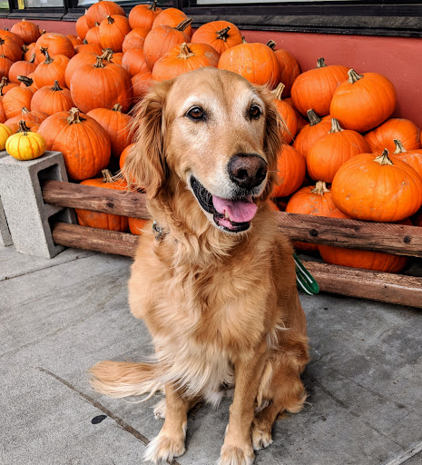 Grocery Store «Albertsons», reviews and photos, 2550 32nd Ave W, Seattle, WA 98199, USA
