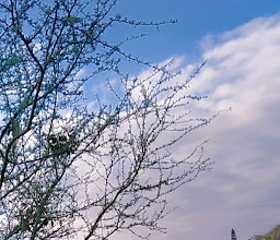 Cebadilla,S.L.P, Mexico photo