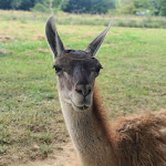 Photo n° 13 de l'avis de Steph.n fait le 10/07/2022 à 16:52 pour Les Animaux des Petits Bois à Sagy