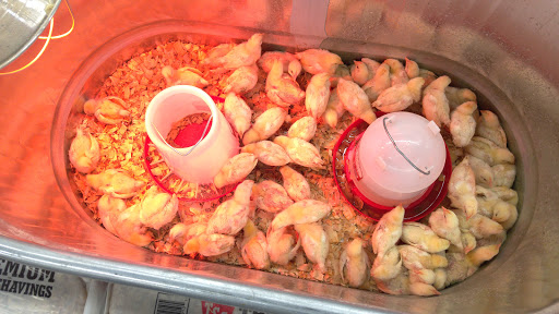 Home Improvement Store «Tractor Supply Co.», reviews and photos, 1701 US-377, Roanoke, TX 76262, USA