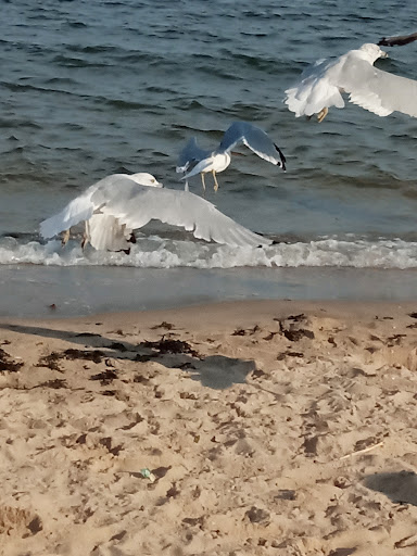 Park «Glen Island Park», reviews and photos, Weyman Ave, New Rochelle, NY 10805, USA