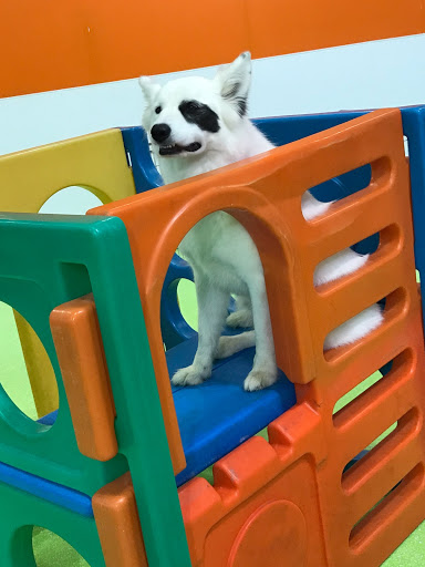 Pet Groomer «The Pet Set - Buckhead», reviews and photos, 2480 Briarcliff Rd NE #3, Atlanta, GA 30329, USA