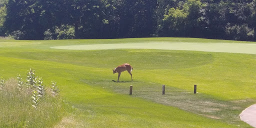 Golf Course «New Berlin Hills Golf Course», reviews and photos, 13175 W Graham St, New Berlin, WI 53151, USA