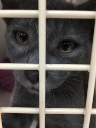 Pet Supply Store «Petco Animal Supplies», reviews and photos, 3012 Bridgepointe Pkwy, San Mateo, CA 94404, USA