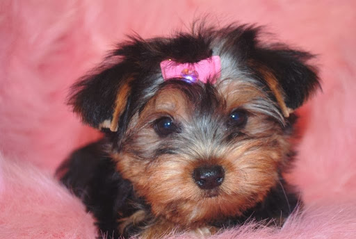 Pet Store «La Bone Pet Spa», reviews and photos, 8739 Stirling Rd, Cooper City, FL 33328, USA