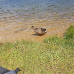 Photo n° 4 de l'avis de JMA.t fait le 04/08/2020 à 05:50 pour Parc naturel régional des Pyrénées catalanes à Olette