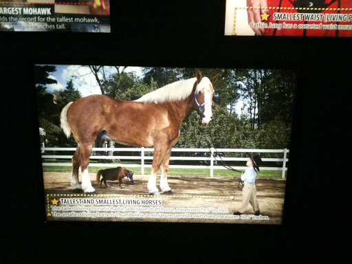 Museum «Guinness World Records Museum», reviews and photos, 329 Alamo Plaza, San Antonio, TX 78205, USA