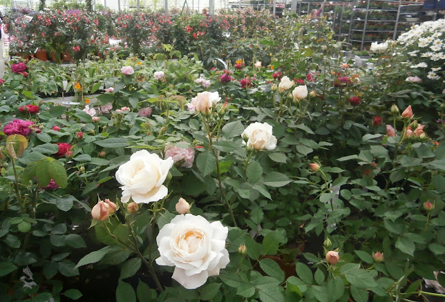 Blomstercentret - Børnebutik