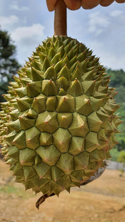 Durian Farm (Wilson)