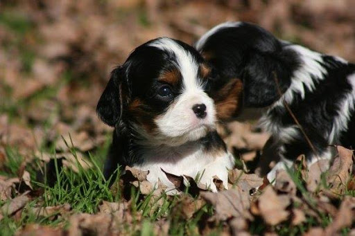 9967 IN-32, Lapel, IN 46051, USA