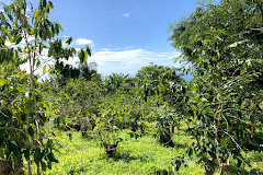 Rooster Farms Coffee