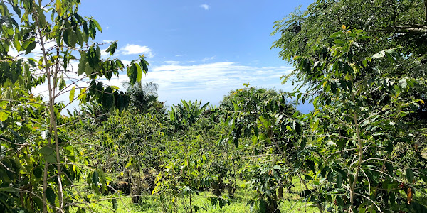 Rooster Farms Coffee