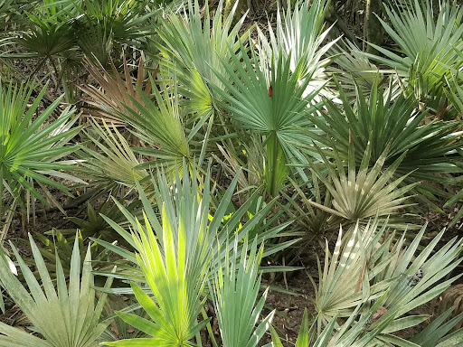 National Park «Congaree National Park», reviews and photos, 100 National Park Rd, Hopkins, SC 29061, USA