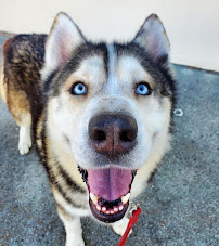 K9 Master Dog Training - Photo 8 - Car repair in San Mateo, CA, San Mateo