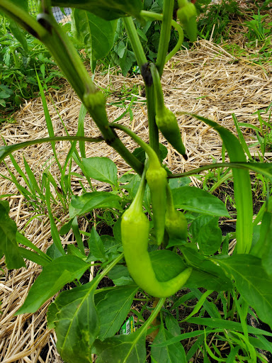 Pickerington Community Gardens image 4