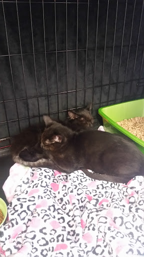 Pet Supply Store «Pet Food Express», reviews and photos, 3160 20th Ave, San Francisco, CA 94132, USA