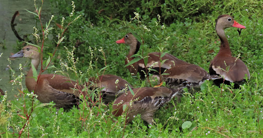Golf Course «Lost Key Golf Club», reviews and photos, 625 Lost Key Dr, Pensacola, FL 32507, USA